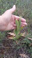 Image of Himantoglossum caprinum (M. Bieb.) Spreng.