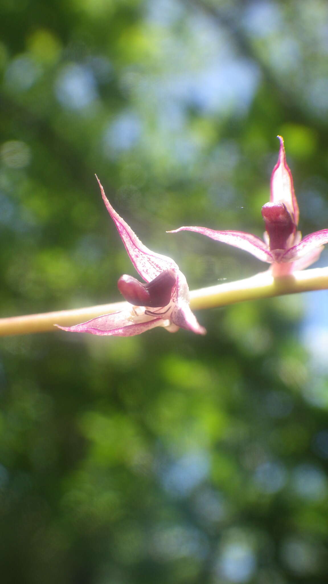 Image of Bulbophyllum histrionicum Rchb. fil. ex G. A. Fisch. & P. J. Cribb