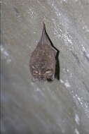 Image of Formosan Woolly Horseshoe Bat