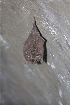 Image of Formosan Woolly Horseshoe Bat