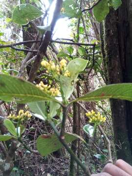 Image de Psychotria reducta Baker