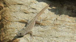 Image of Blandford's Semaphore Gecko