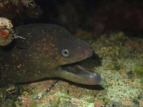 Image of California moray