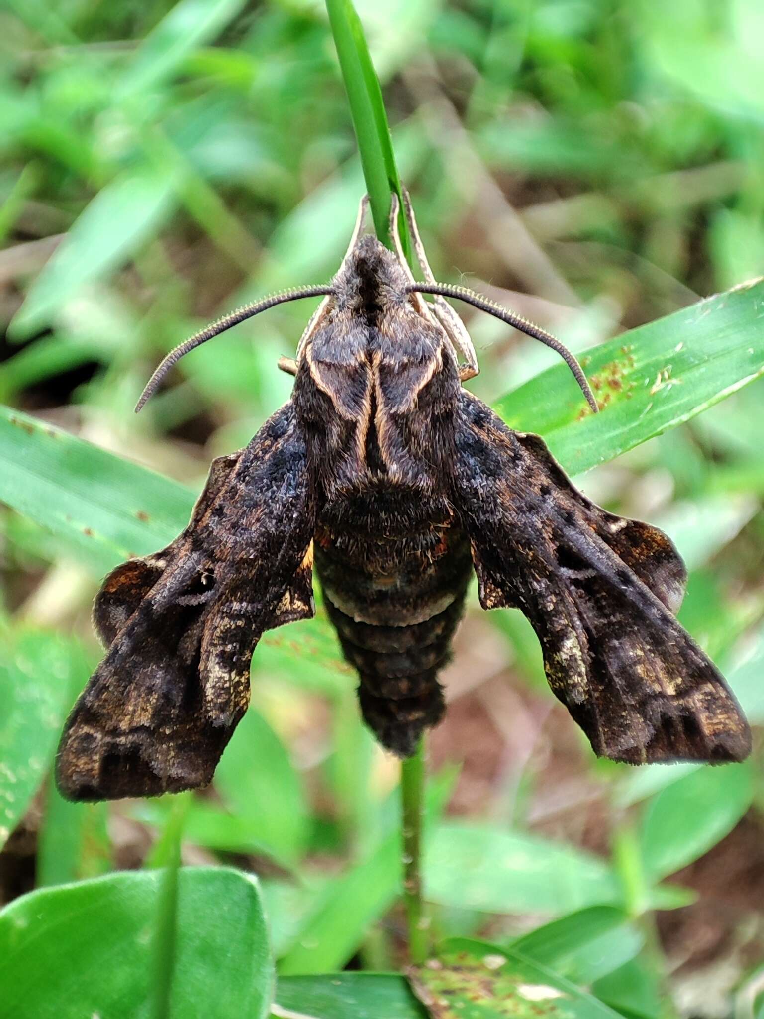 Image of <i>Neogurelca himachala sangaica</i>