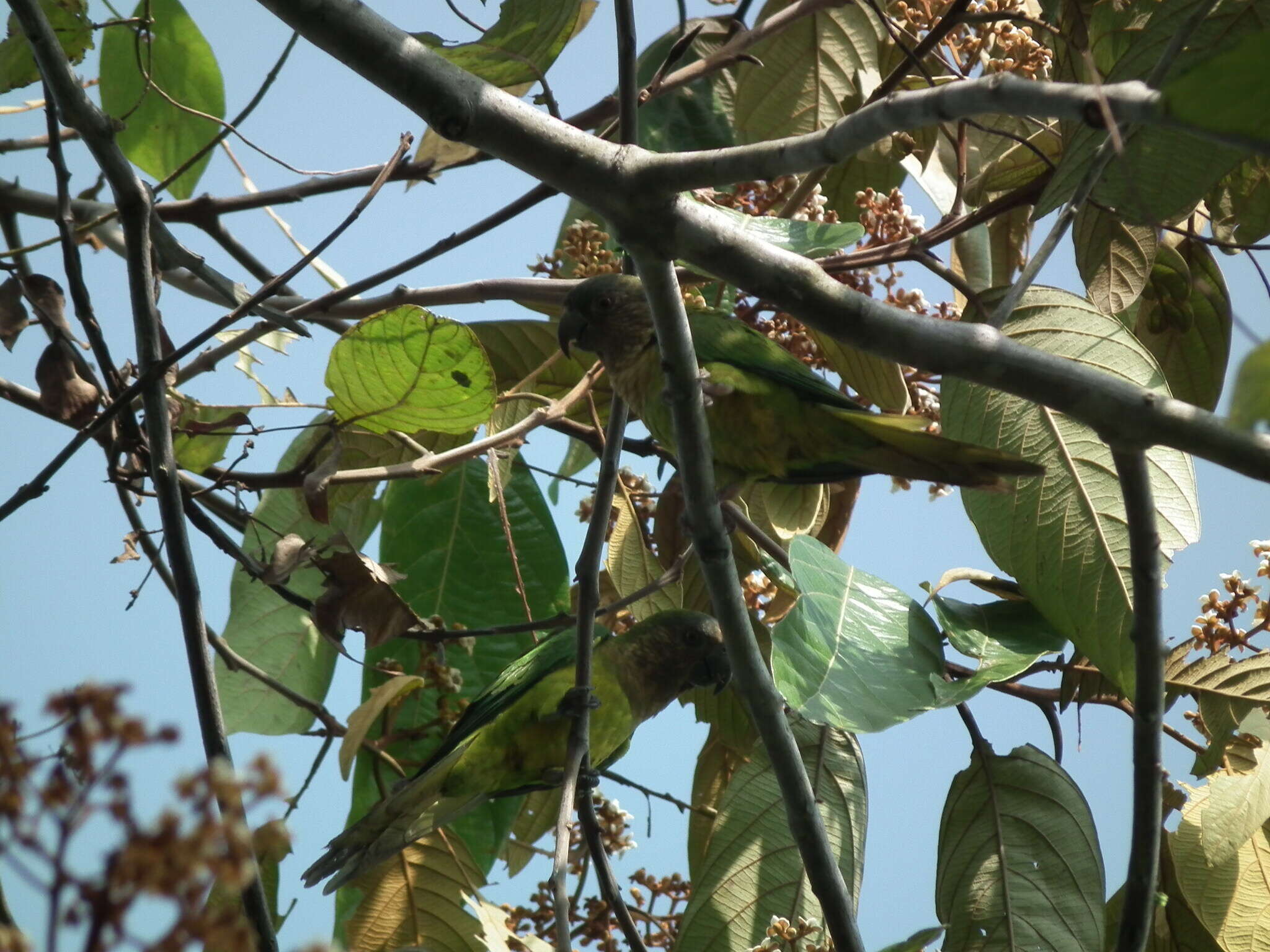 Image of Eupsittula pertinax aeruginosa (Linnaeus 1758)