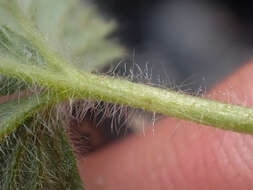 Image of Potentilla hyparctica Malte