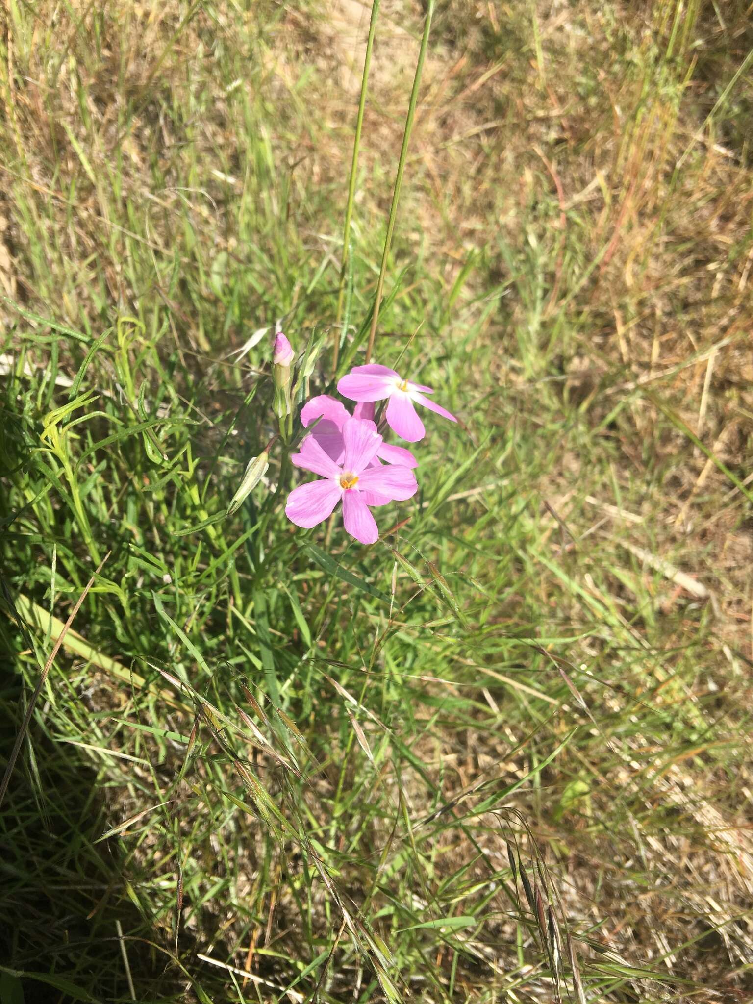 Image of longleaf phlox