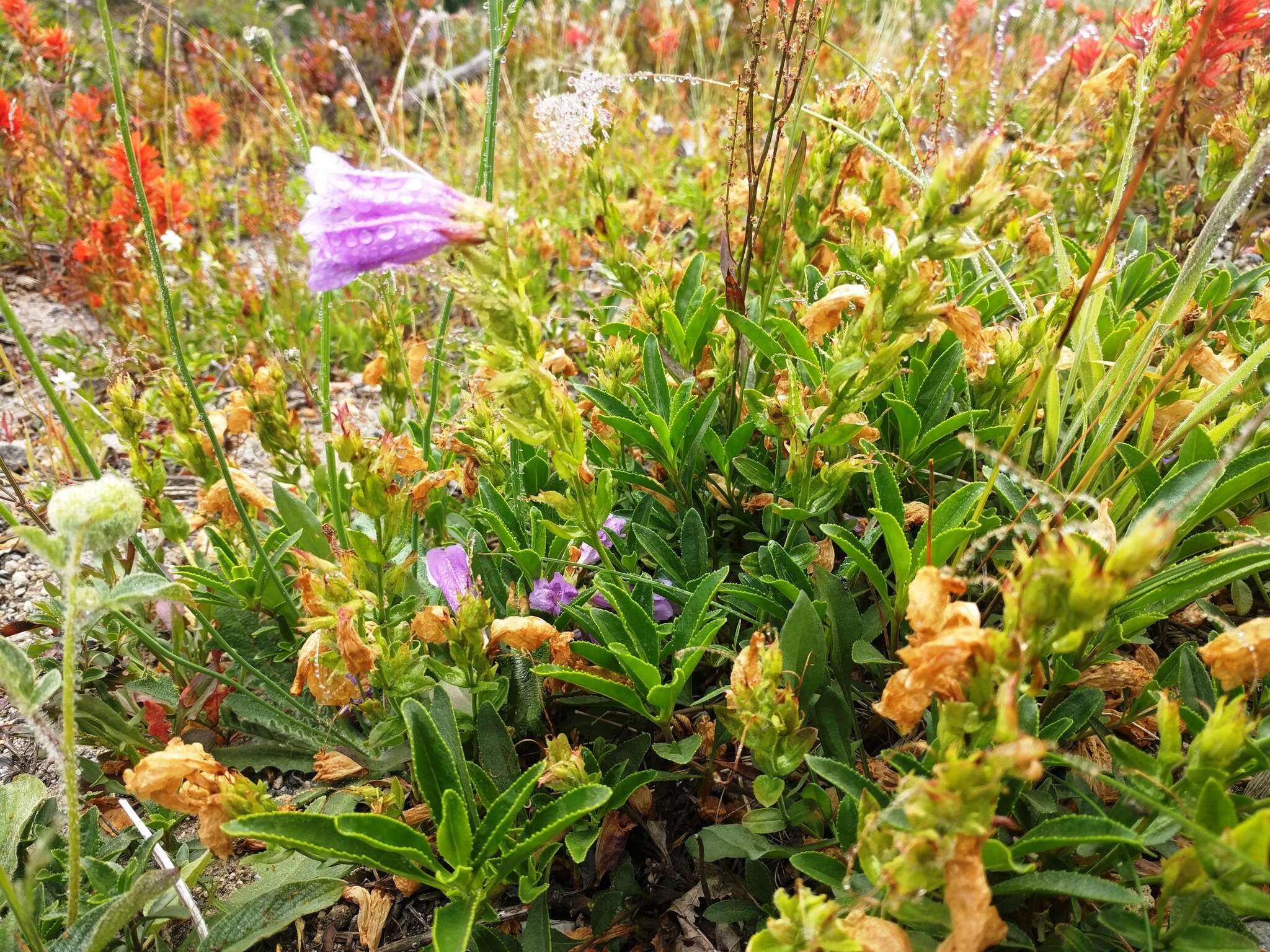 صورة Penstemon cardwellii Howell