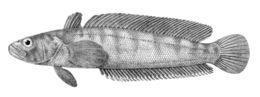 Image of Notothenia rossii