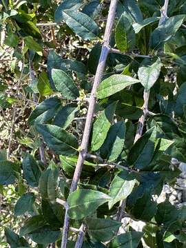 Image of Small-Flower Mock Buckthorn