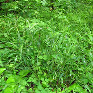 Image of River-Bank Wild Rye