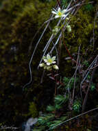 Image of Funston's Saxifrage