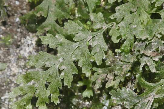 Vandenboschia davallioides (Gaud.) Copel. resmi