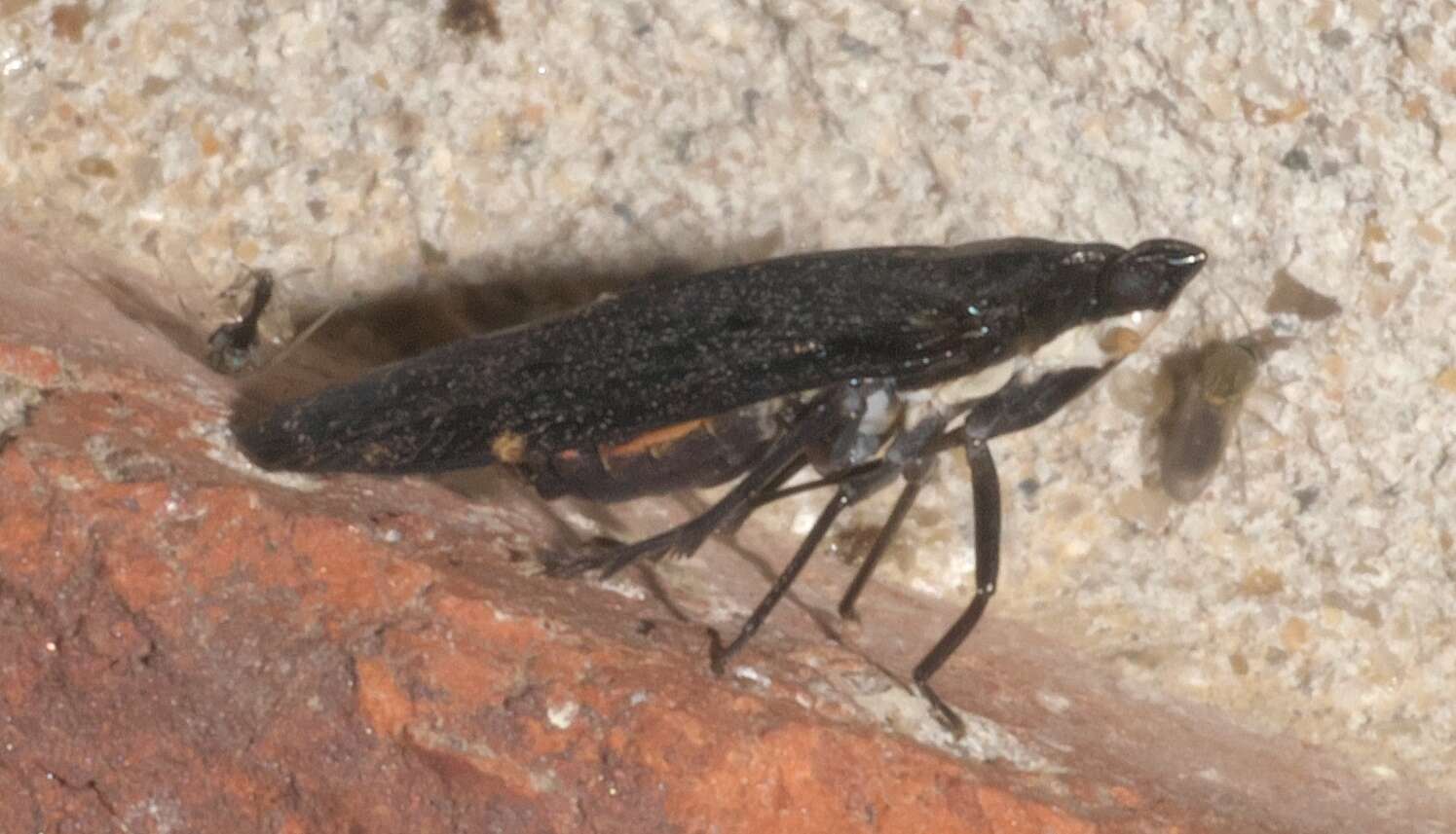 Image of Cixidia (Epiptera) opaca (Say 1830)