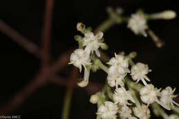 Image of Paracephaelis cinerea (A. Rich. ex DC.) De Block