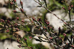 Image of Micromyrtus sessilis J. W. Green