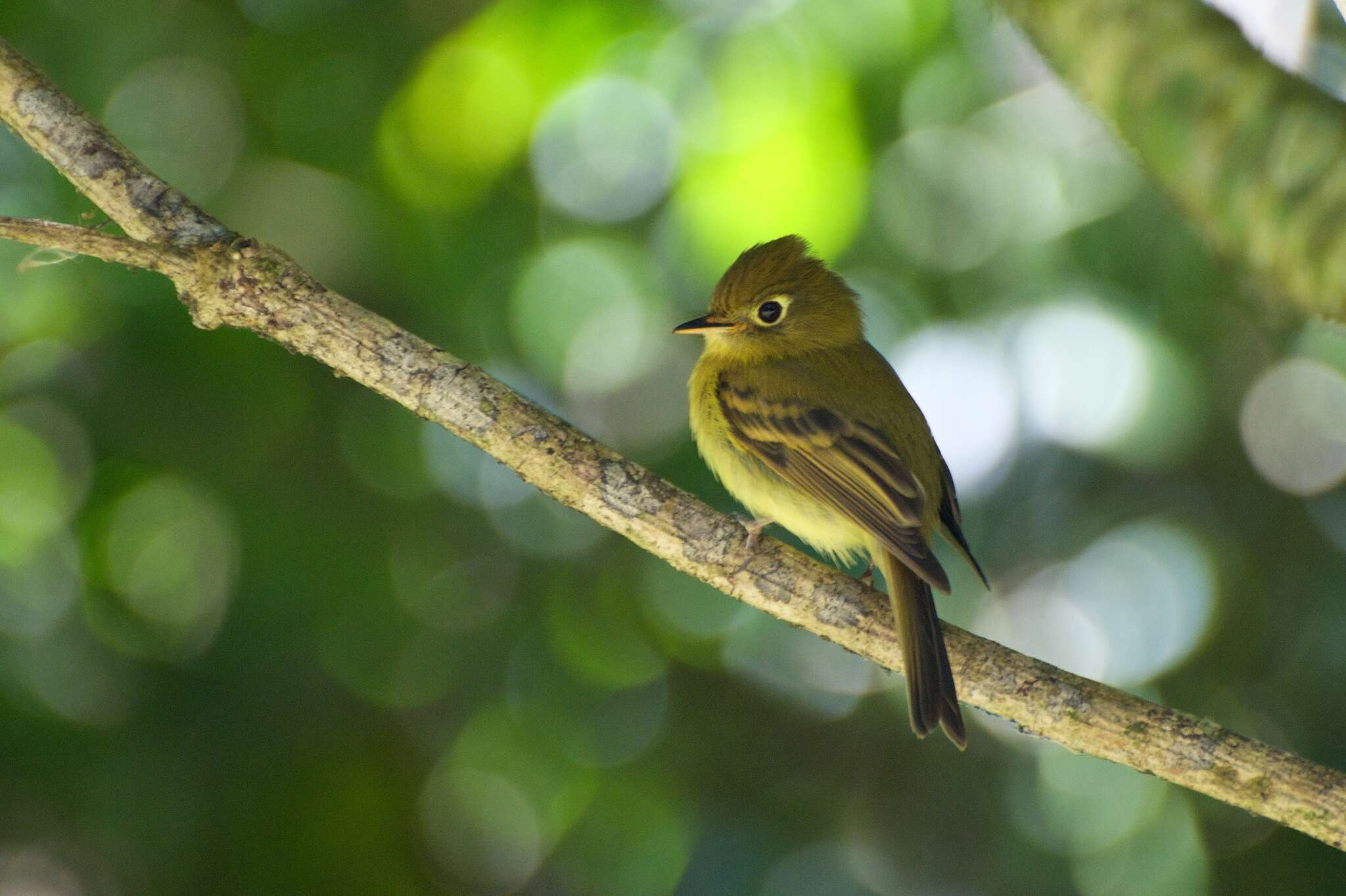 Image of Yellowish Flycatcher