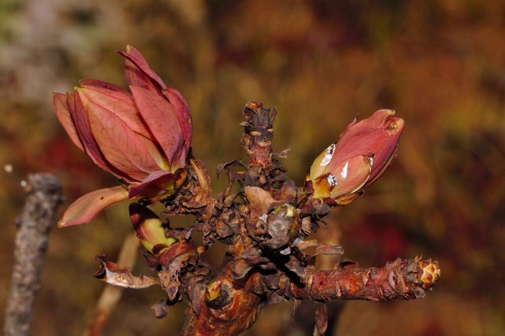 Plancia ëd Protea caffra subsp. gazensis (Beard) Chisumpa & Brummitt