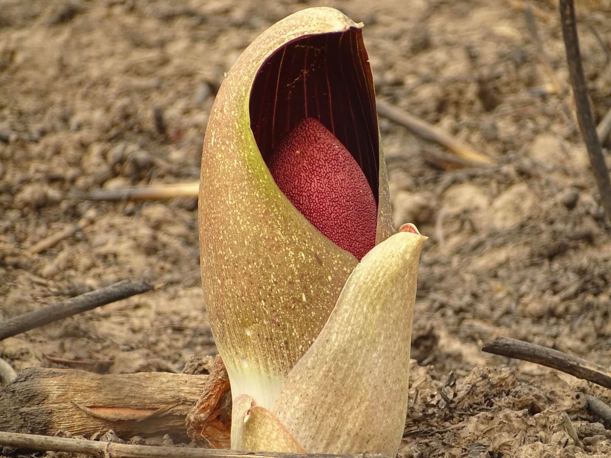 Image of Amorphophallus dracontioides (Engl.) N. E. Br.