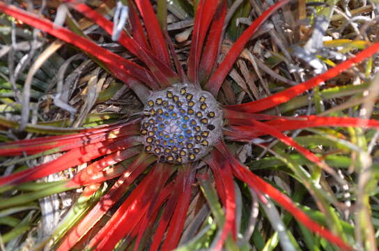 Fascicularia bicolor subsp. bicolor的圖片