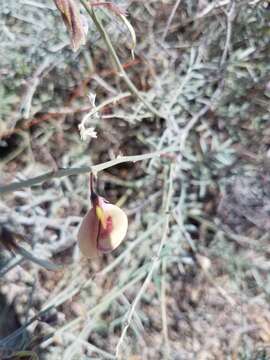 Image of Tephrosia palmeri S. Watson