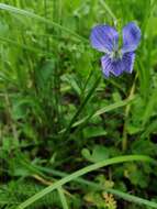 Image of dog violet