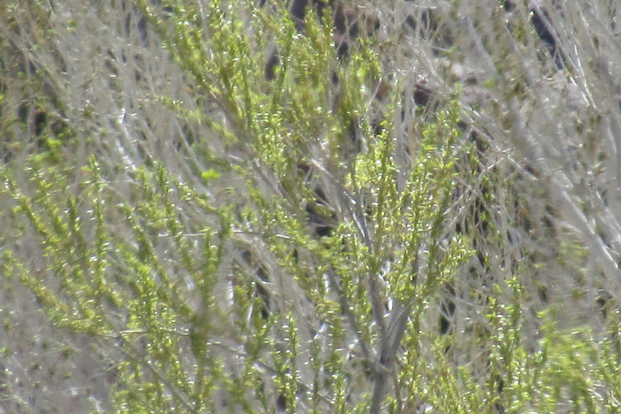 Image of Goodding's willow