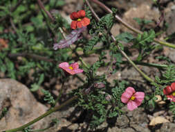 Image of Jamesbrittenia breviflora (Schltr.) O. M. Hilliard