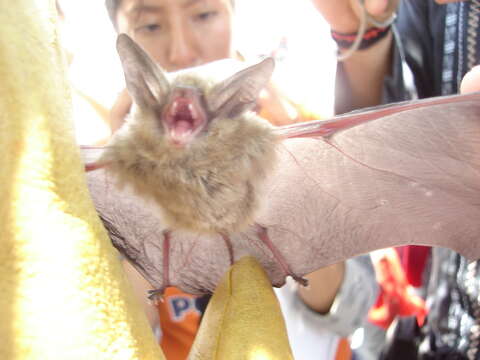 Слика од Myotis auriculus Baker & Stains 1955