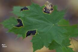 Image of Norway Maple