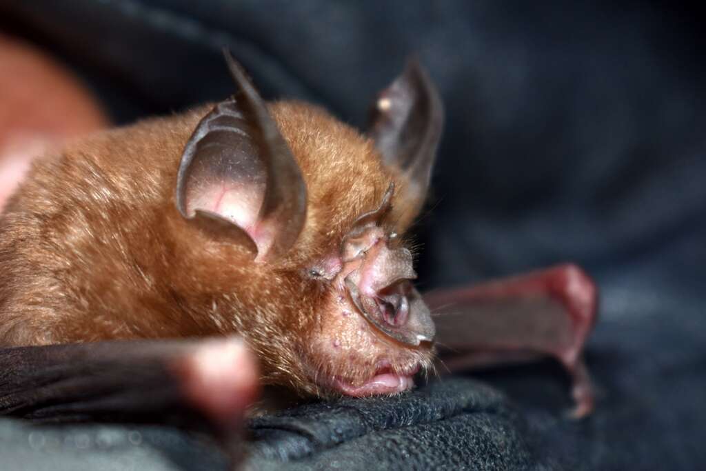 Image of Chinese Horseshoe Bat