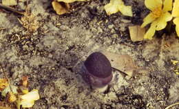 Image of Amorphophallus aphyllus (Hook.) Hutch.