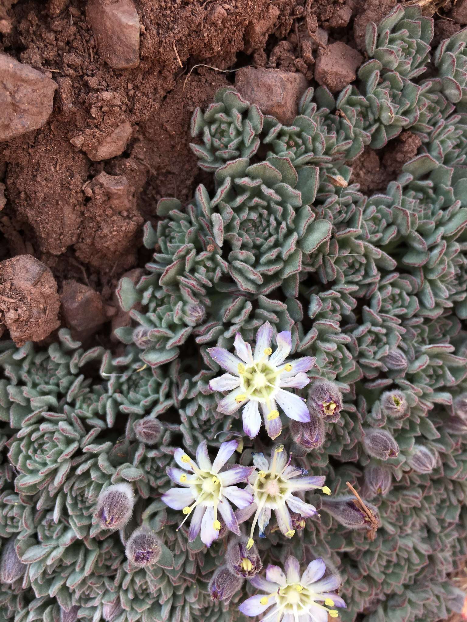 Image of Malesherbia lactea Phil.