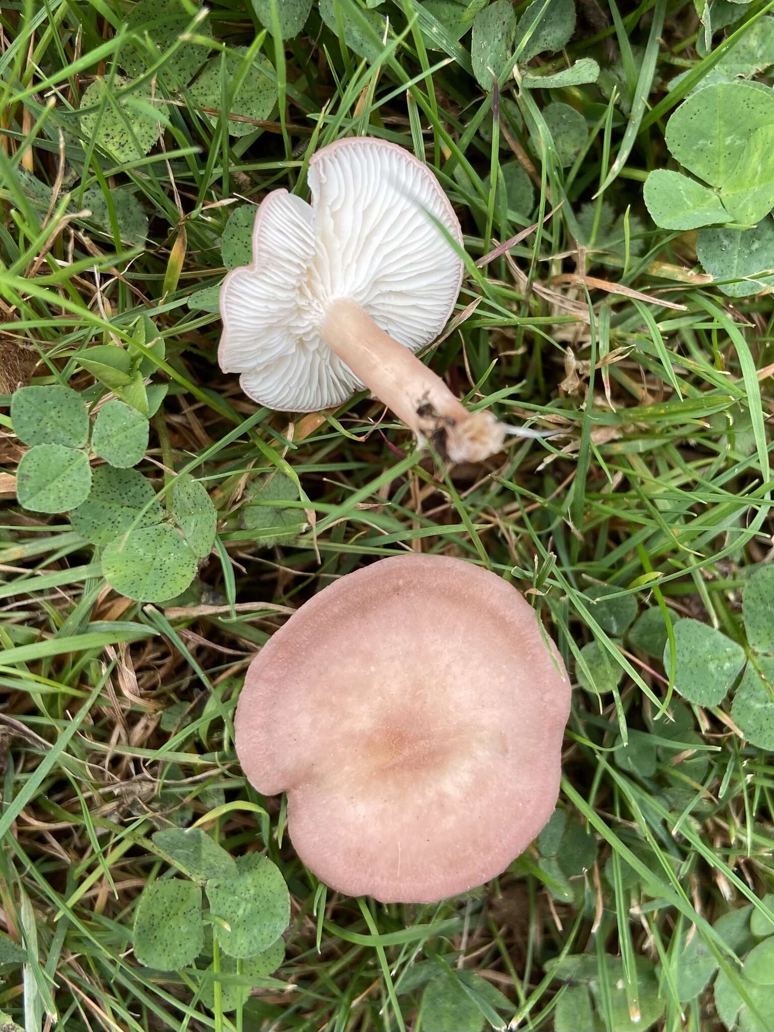 Image of Calocybe carnea (Bull.) Donk