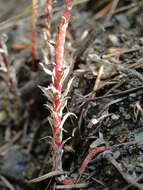 Image of Coast Range stonecrop