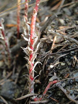 Слика од Sedum radiatum subsp. ciliosum (T. J. Howell) Clausen