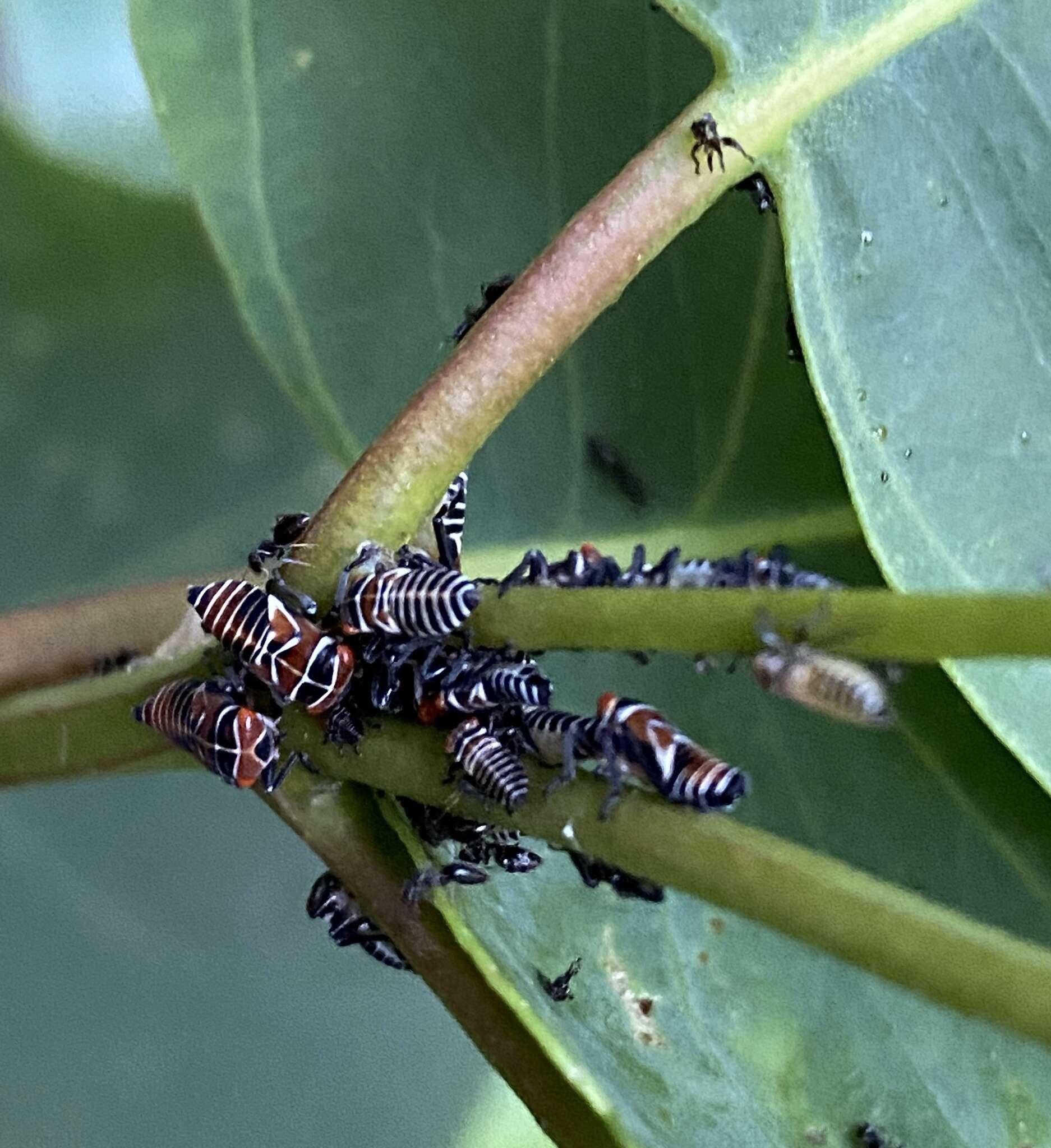 Sivun Eurymeloides punctata Signoret 1850 kuva