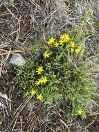 Image of pine barren goldenheather