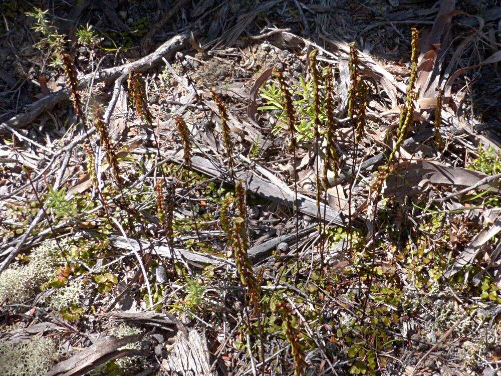 Image of Lindsaea linearis Sw.