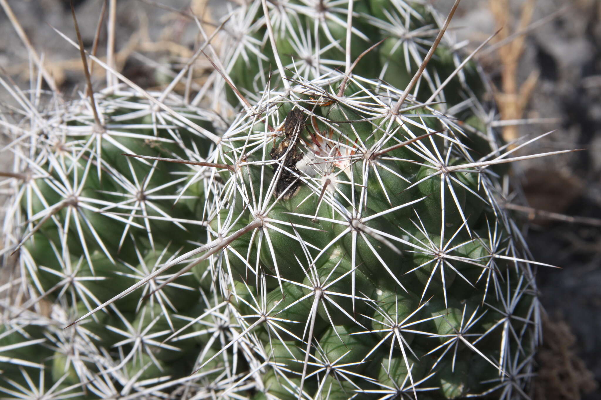 Image of Coryphantha jalpanensis Buchenau