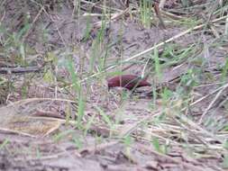 Image of Black-bellied Firefinch