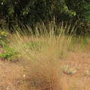Image of Snake River wheatgrass