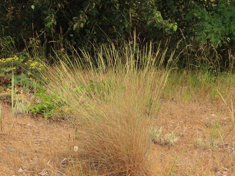 Imagem de Elymus wawawaiensis J. R. Carlson & Barkworth