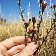 Imagem de Adenophyllum porophyllum (Cav.) Hemsl.