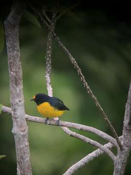 Image of White-vented Euphonia