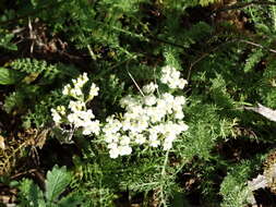 صورة Achillea clusiana Tausch