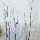 Image of Black Grouse