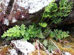 Cryptogramma sitchensis (Rupr.) Moore resmi