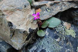 Image of Ogilvie Mountain springbeauty