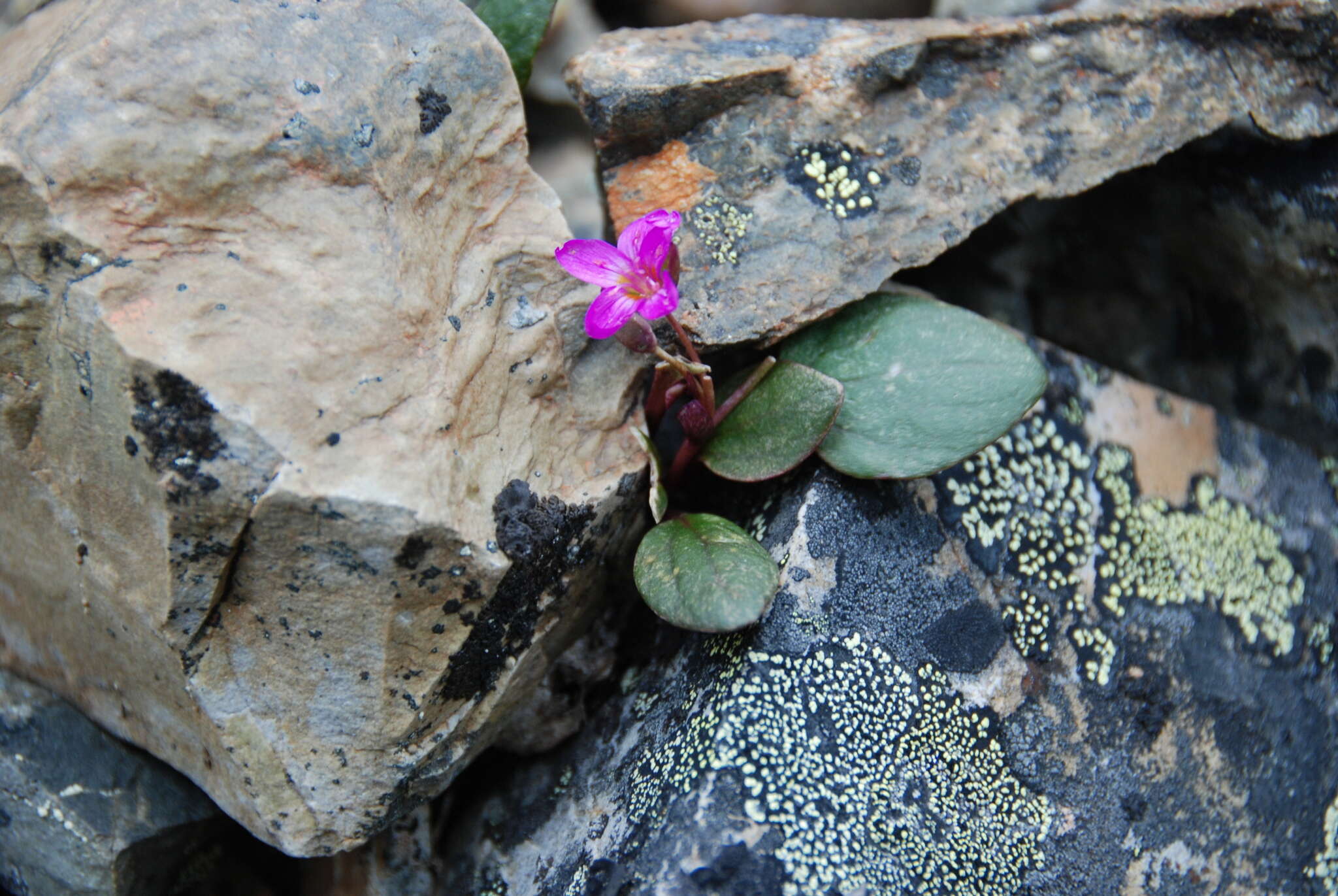 Claytonia ogilviensis Mc Neill resmi